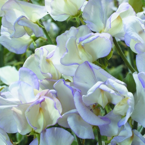 Sweet Pea High Scent Seeds - White